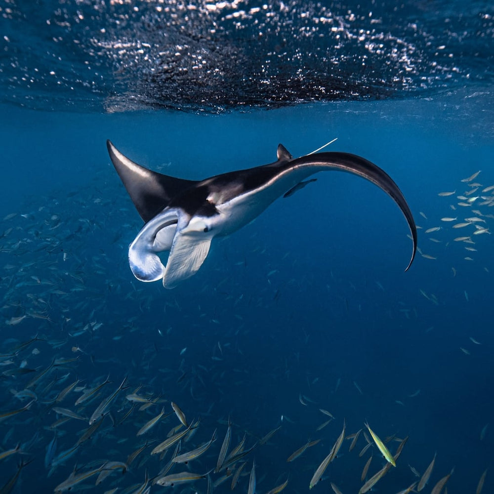 Southern Great Barrier Reef Guided Expedition