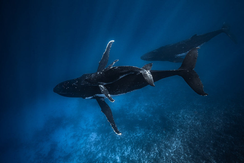 Into the Deep: The Magic of Swimming with Humpback Whales in Tonga