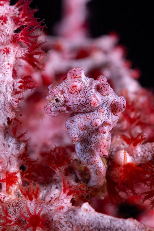 Discover Raja Ampat: The World’s Last Paradise with Brooke Pyke