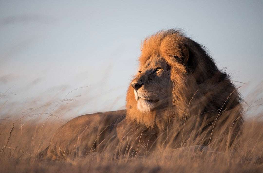 How Chris Fallows is funding conservation through fine art