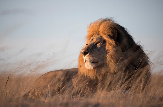 How Chris Fallows is funding conservation through fine art
