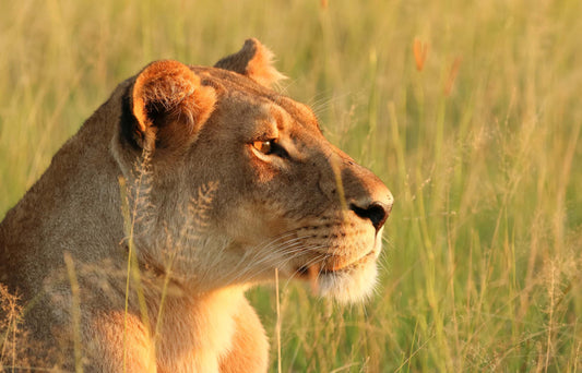 Botswana: The Last Great Safari Wilderness