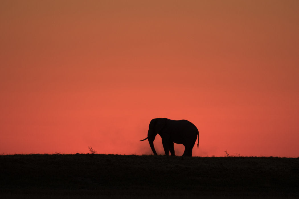 Botswana: The Last Great Safari Wilderness