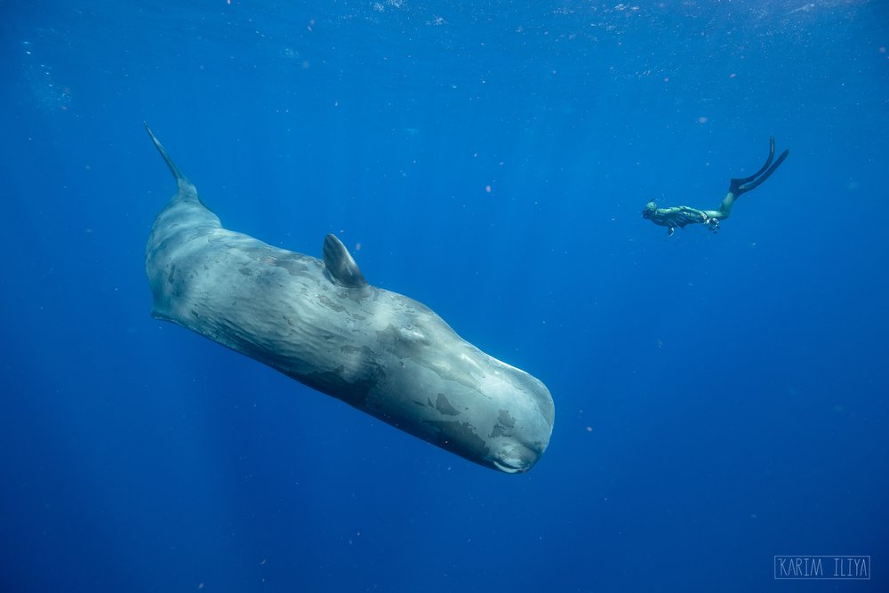 Dominica: Swim with Sperm Whales