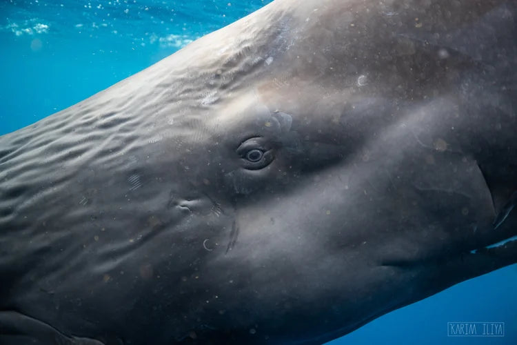 Dominica: Swim with Sperm Whales