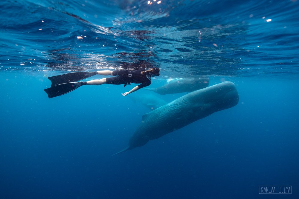 Dominica: Swim with Sperm Whales