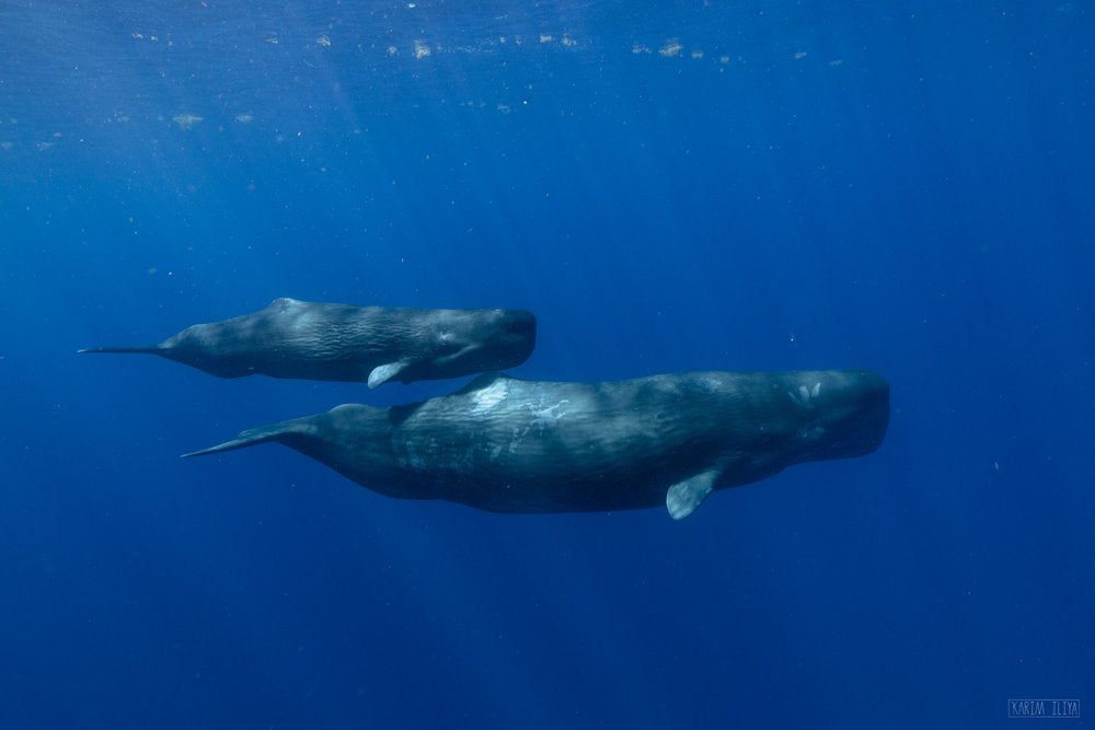 Dominica: Swim with Sperm Whales