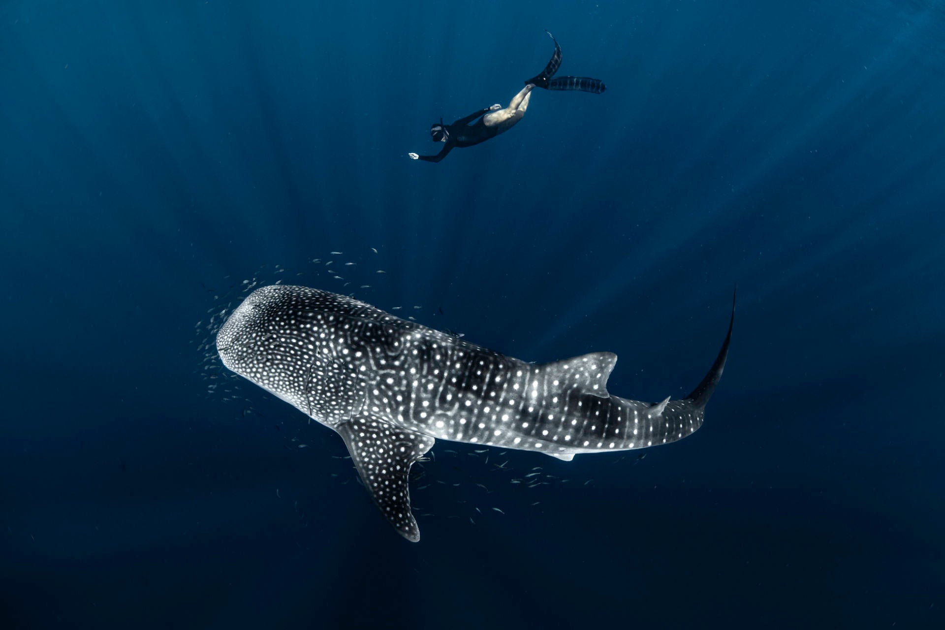 Ningaloo: Intimate Ocean Photography Safari