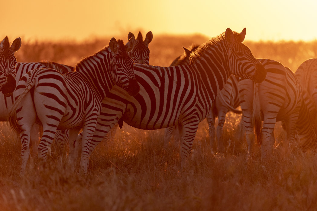 Botswana: The Last Great Safari Wilderness
