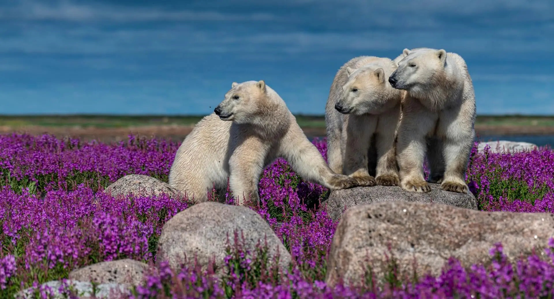 The Arctic: Polar Bears in Fireweed