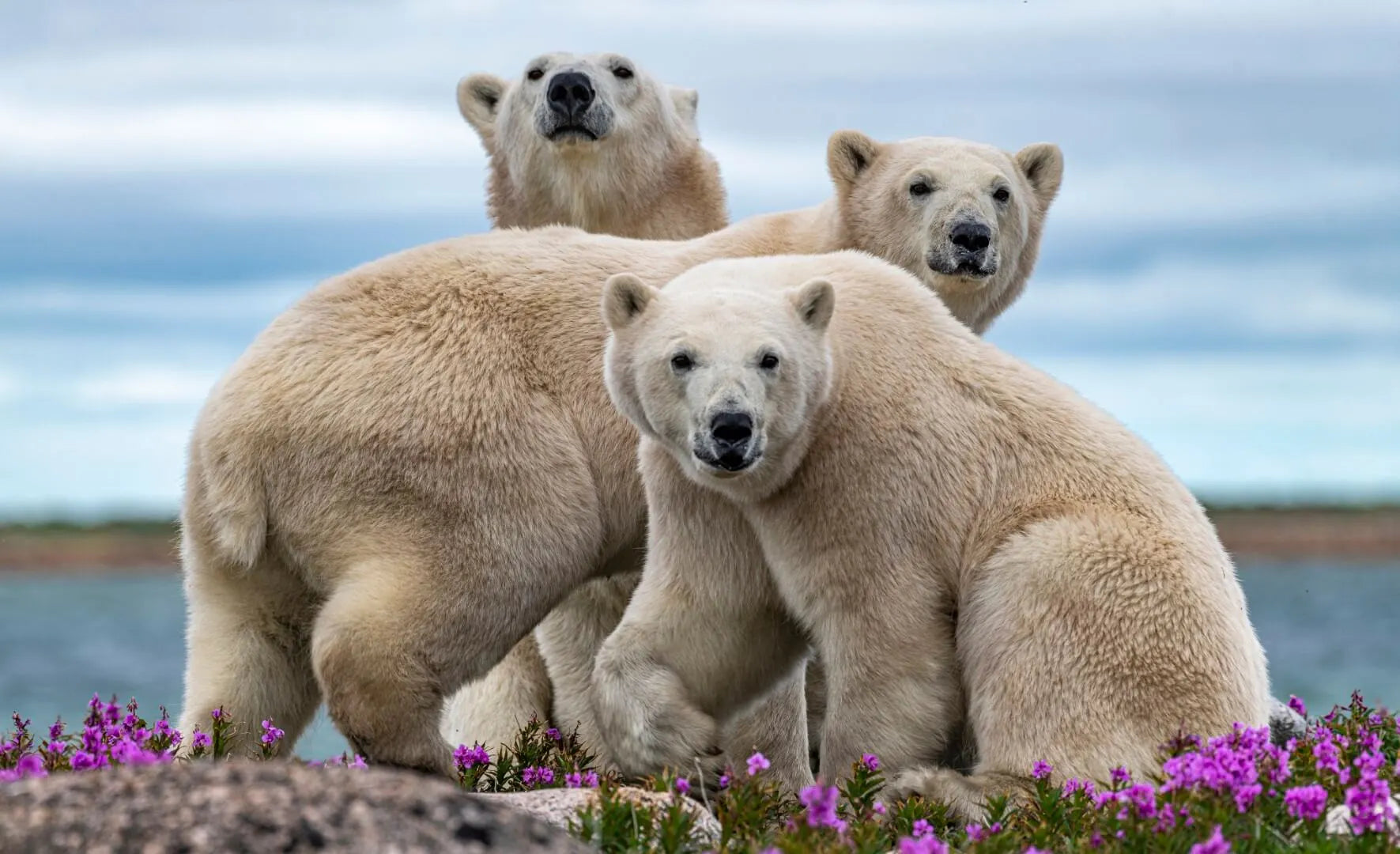 The Arctic: Polar Bears in Fireweed
