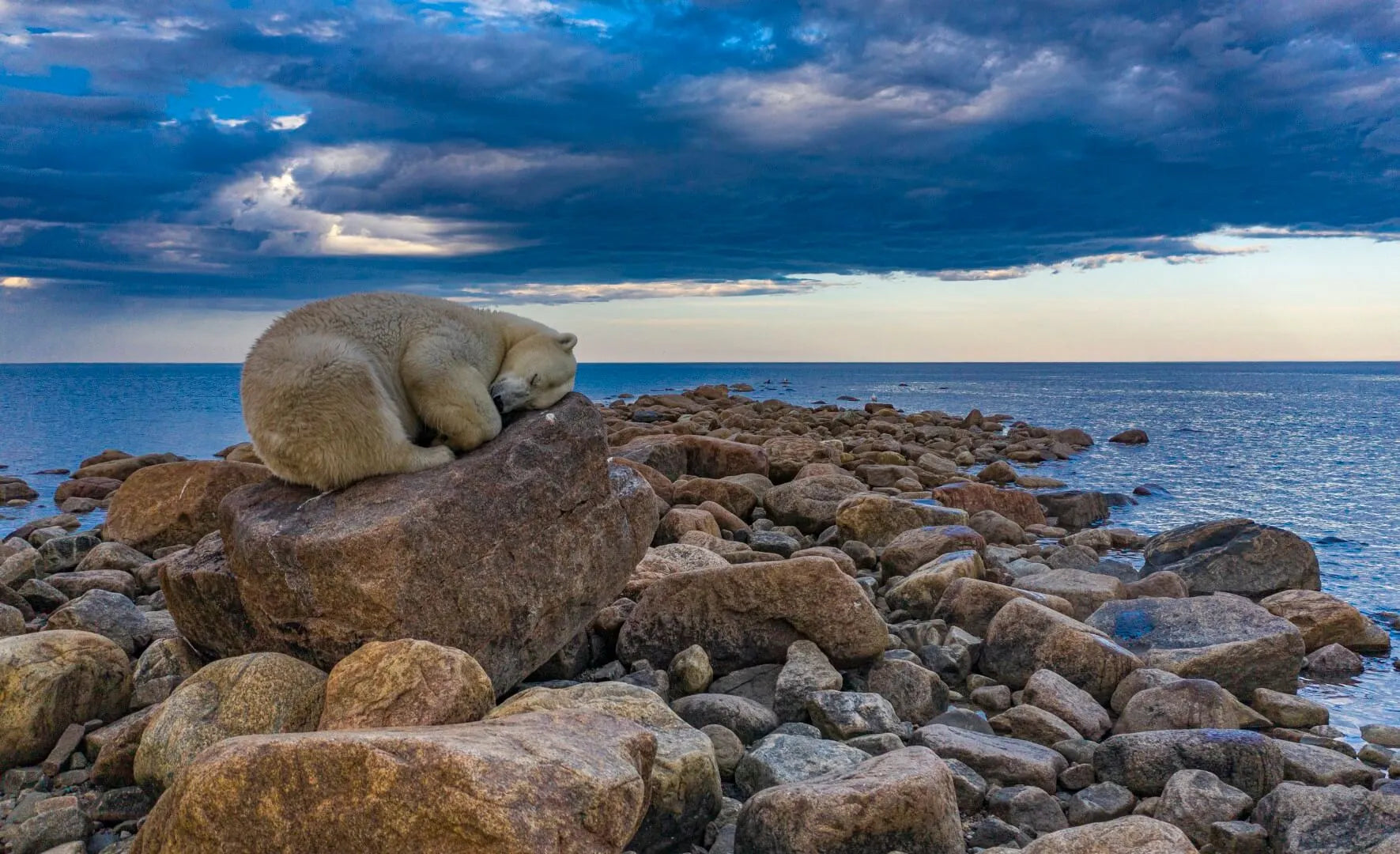 The Arctic: Polar Bears in Fireweed