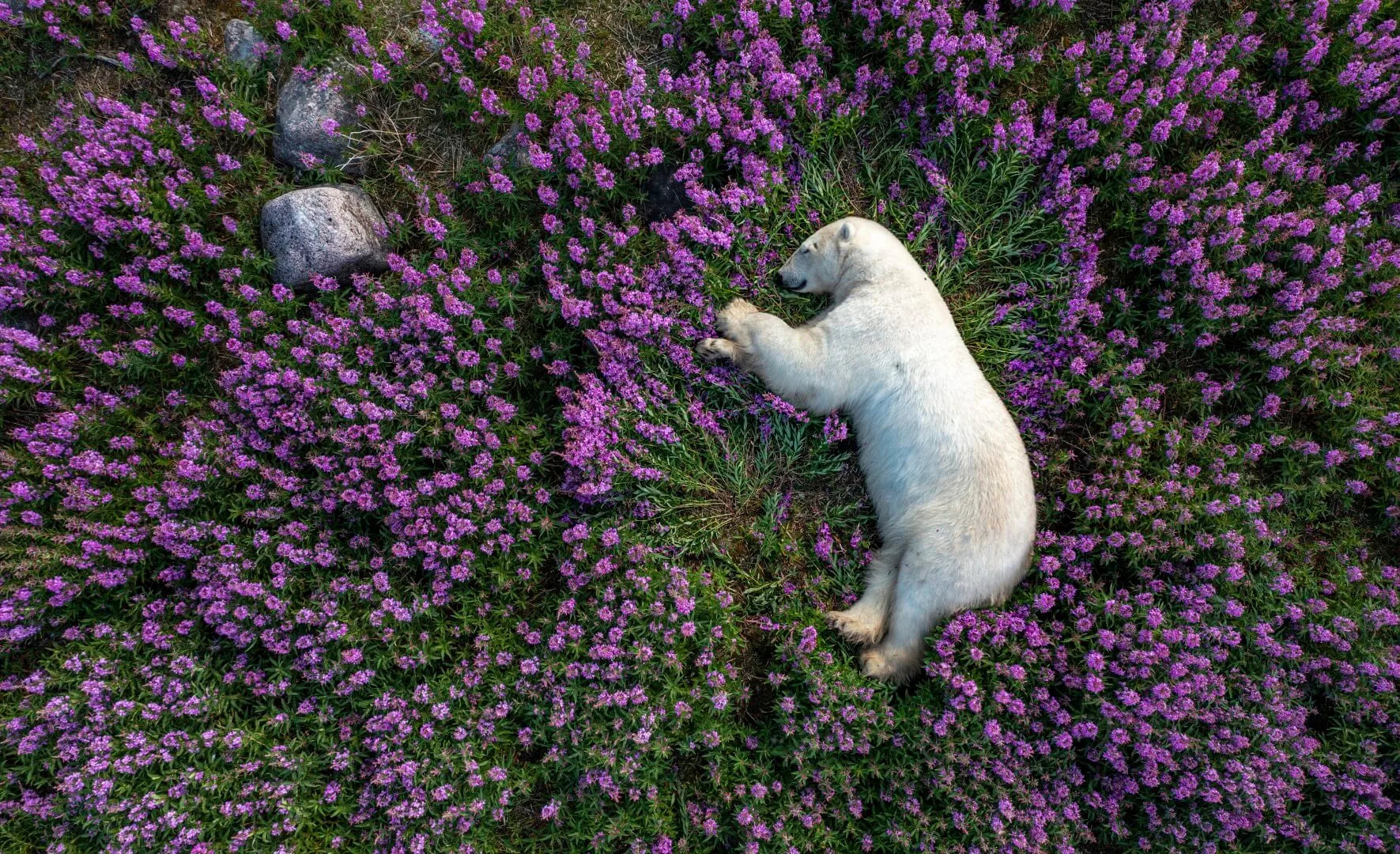 The Arctic: Polar Bears in Fireweed