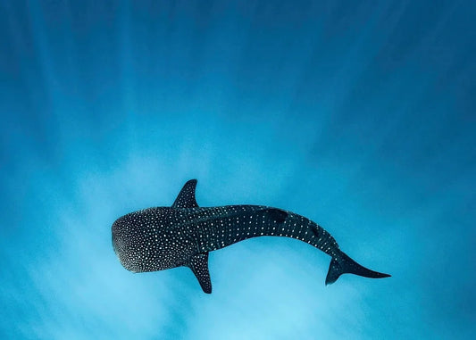 Ningaloo: Intimate Ocean Photography Safari