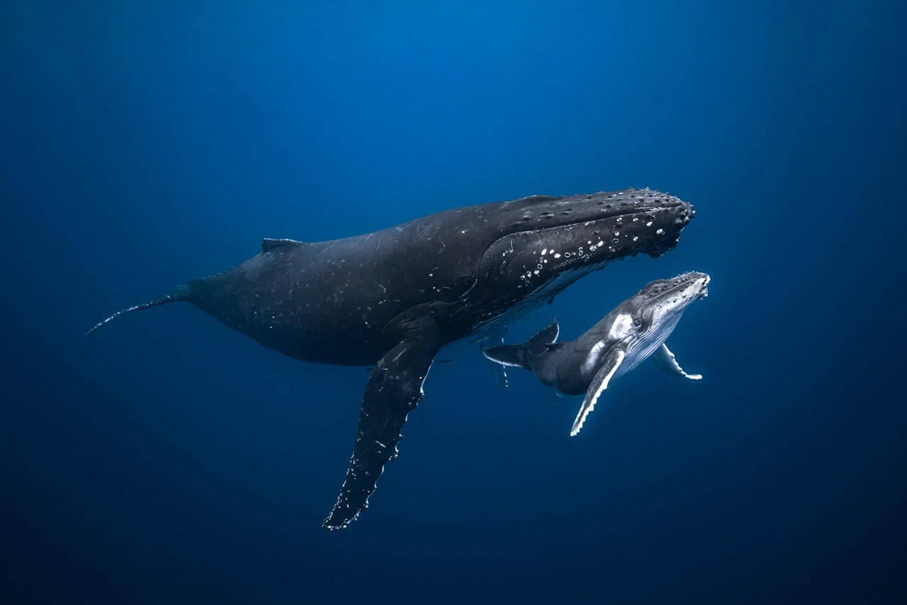 Tonga Ocean Expedition: Swim with Humpback Whales