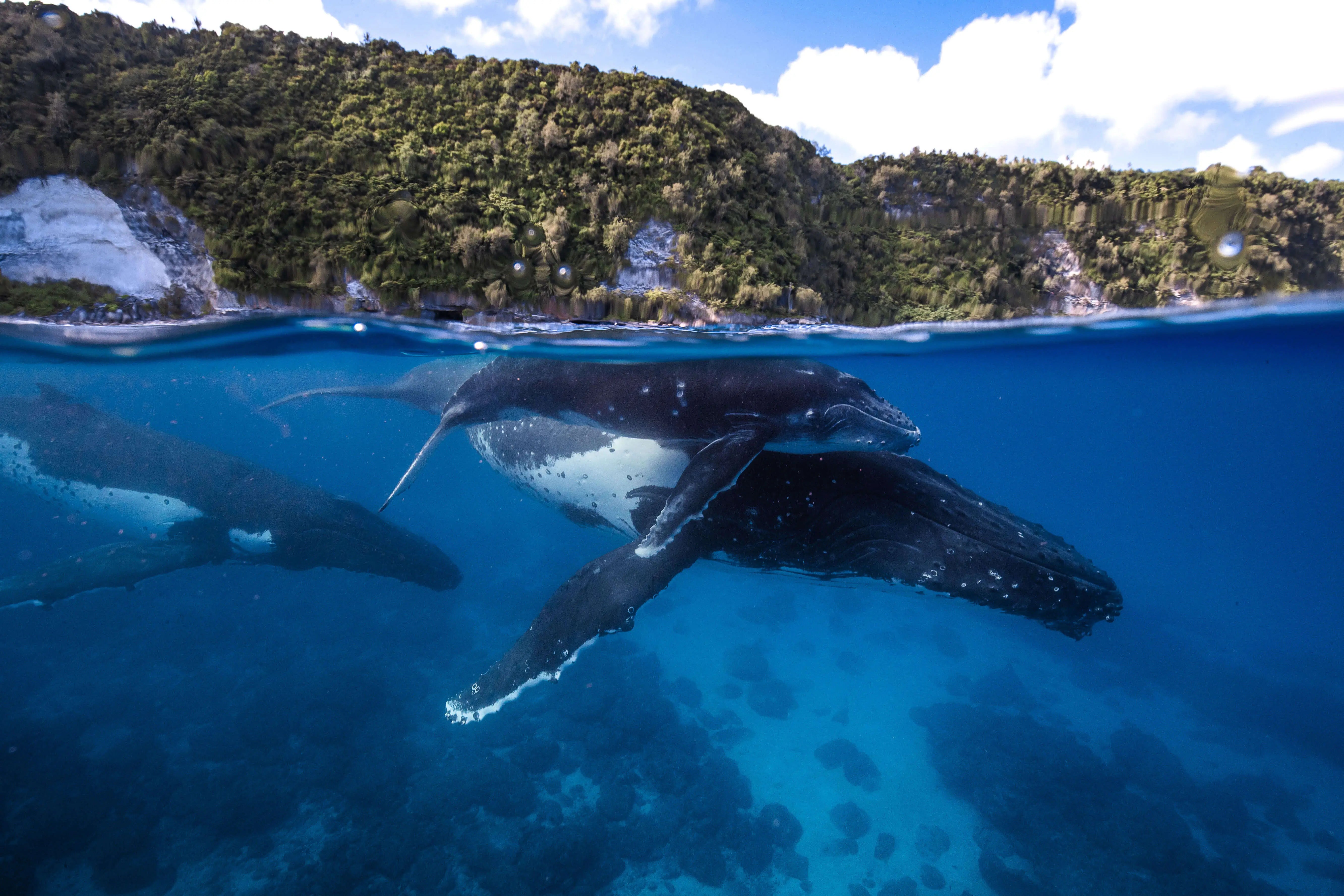 Tonga Ocean Expedition: Swim with Humpback Whales