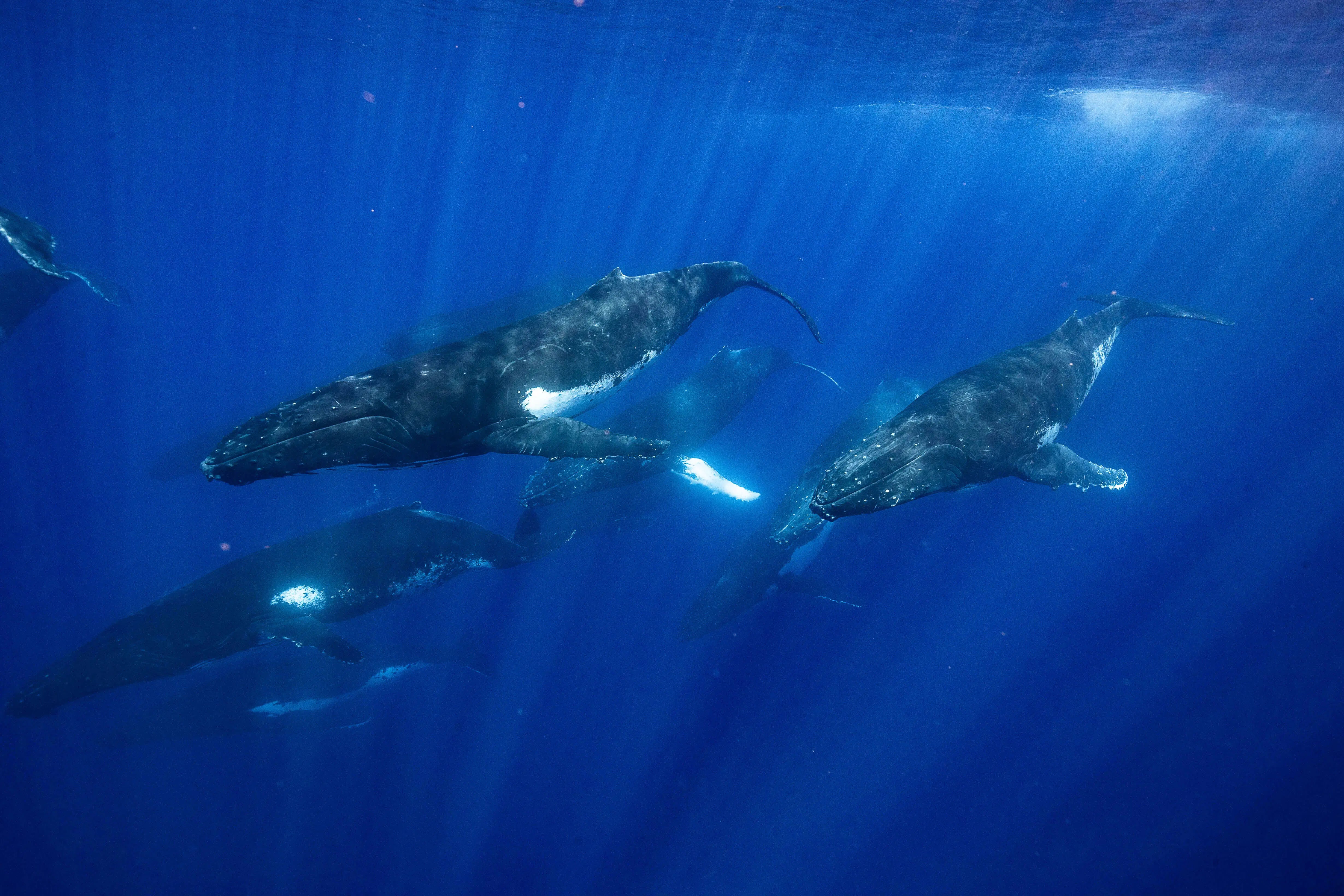 Tonga Ocean Expedition: Swim with Humpback Whales