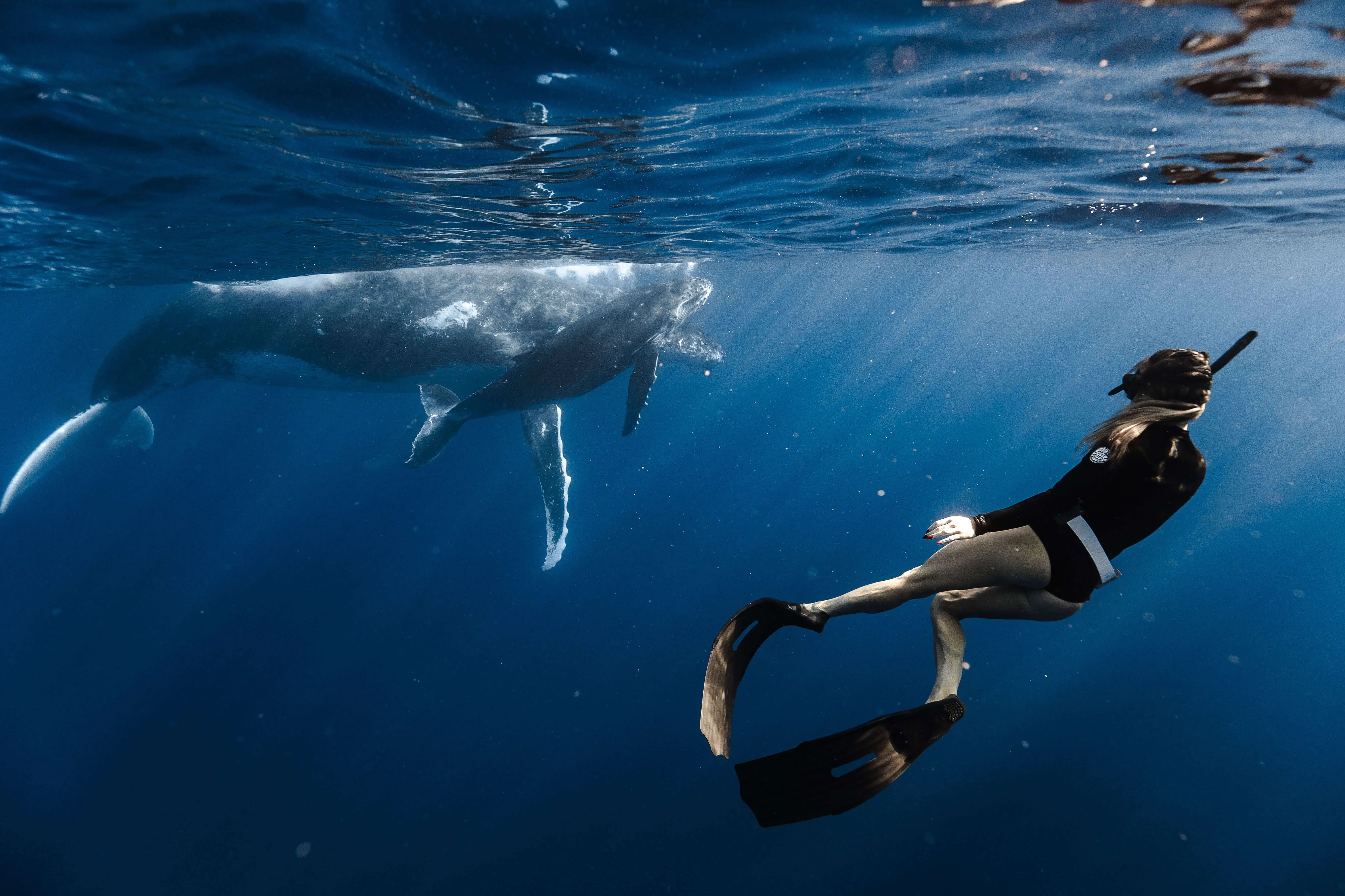 Tonga Ocean Expedition: Swim with Humpback Whales