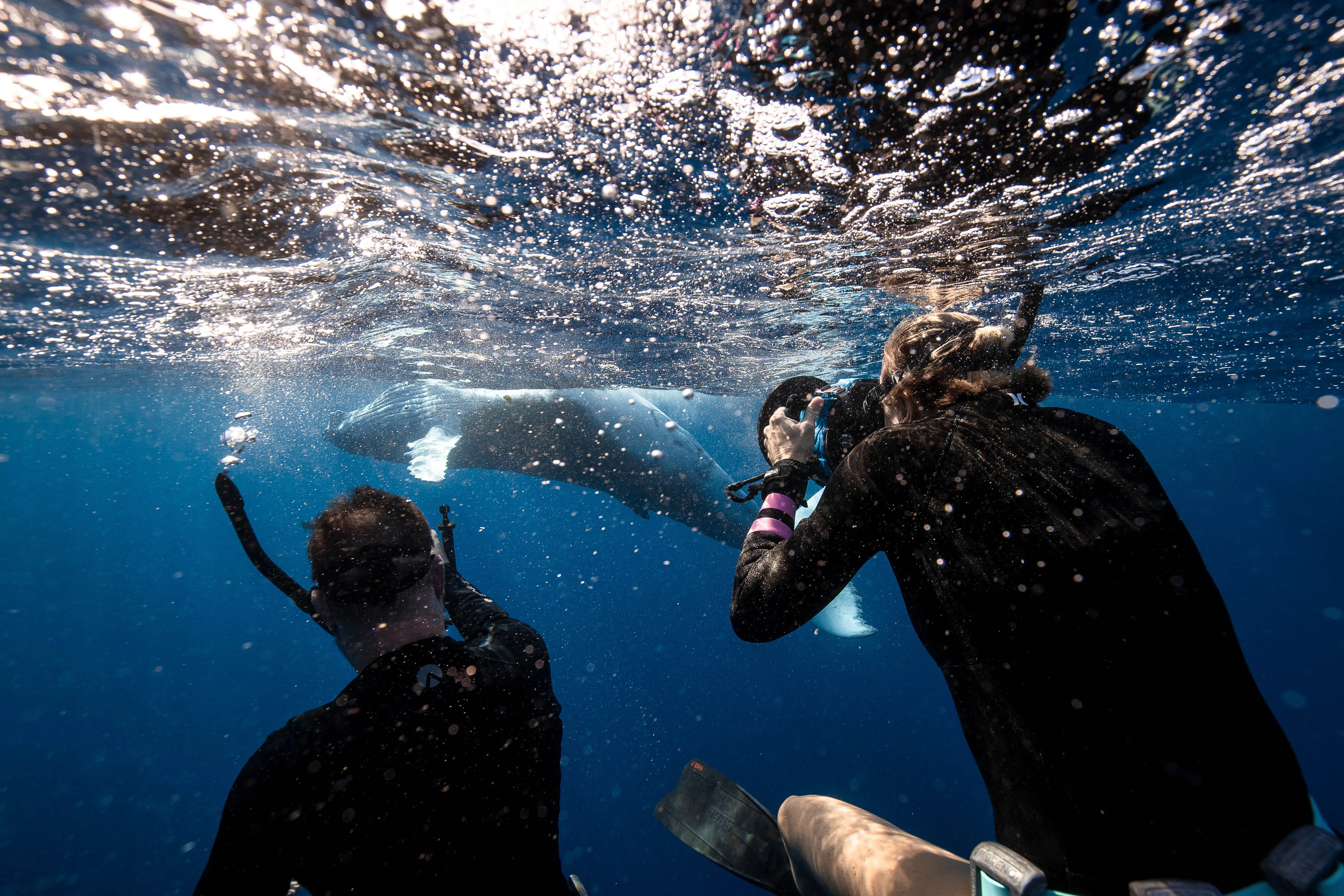 Tonga Ocean Expedition: Swim with Humpback Whales