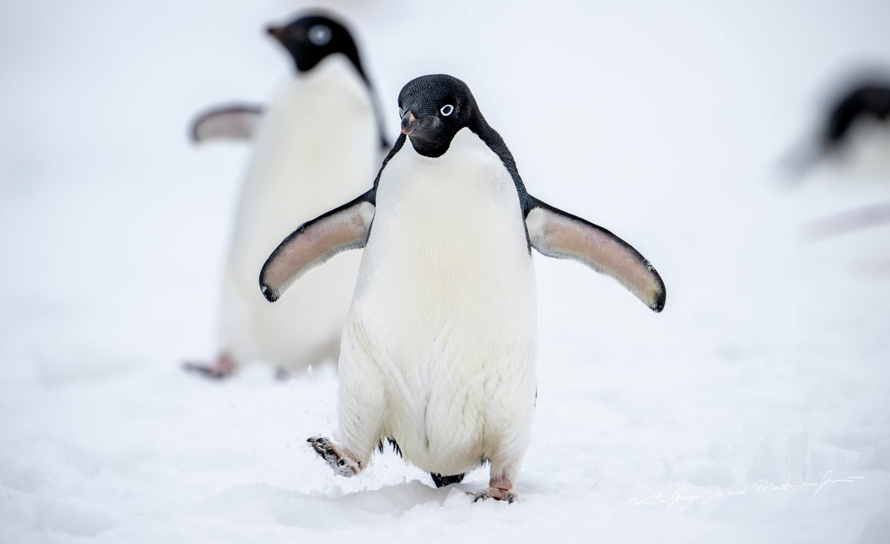 Sailing Antarctica: Orca Seal Hunt