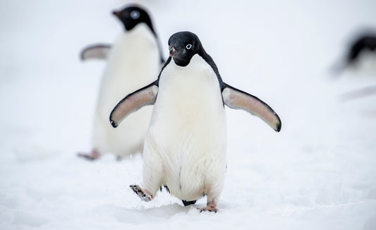 Sailing Antarctica: Orca Seal Hunt