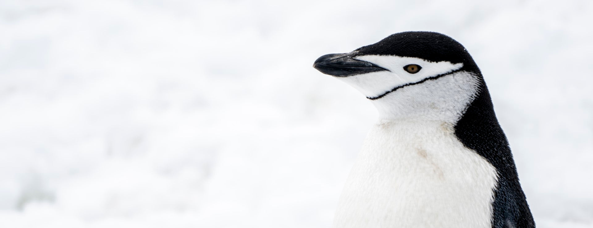 Sailing Antarctica: Orca Seal Hunt
