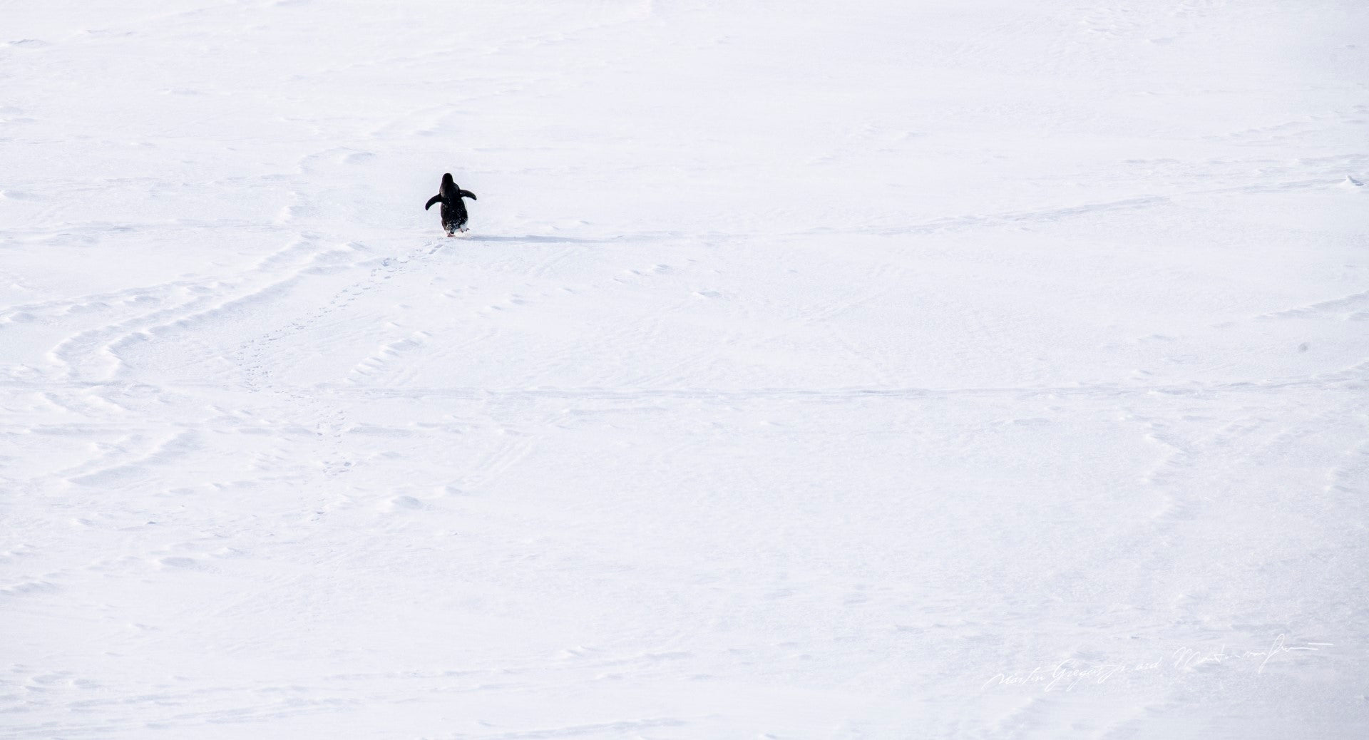 Sailing Antarctica: Orca Seal Hunt