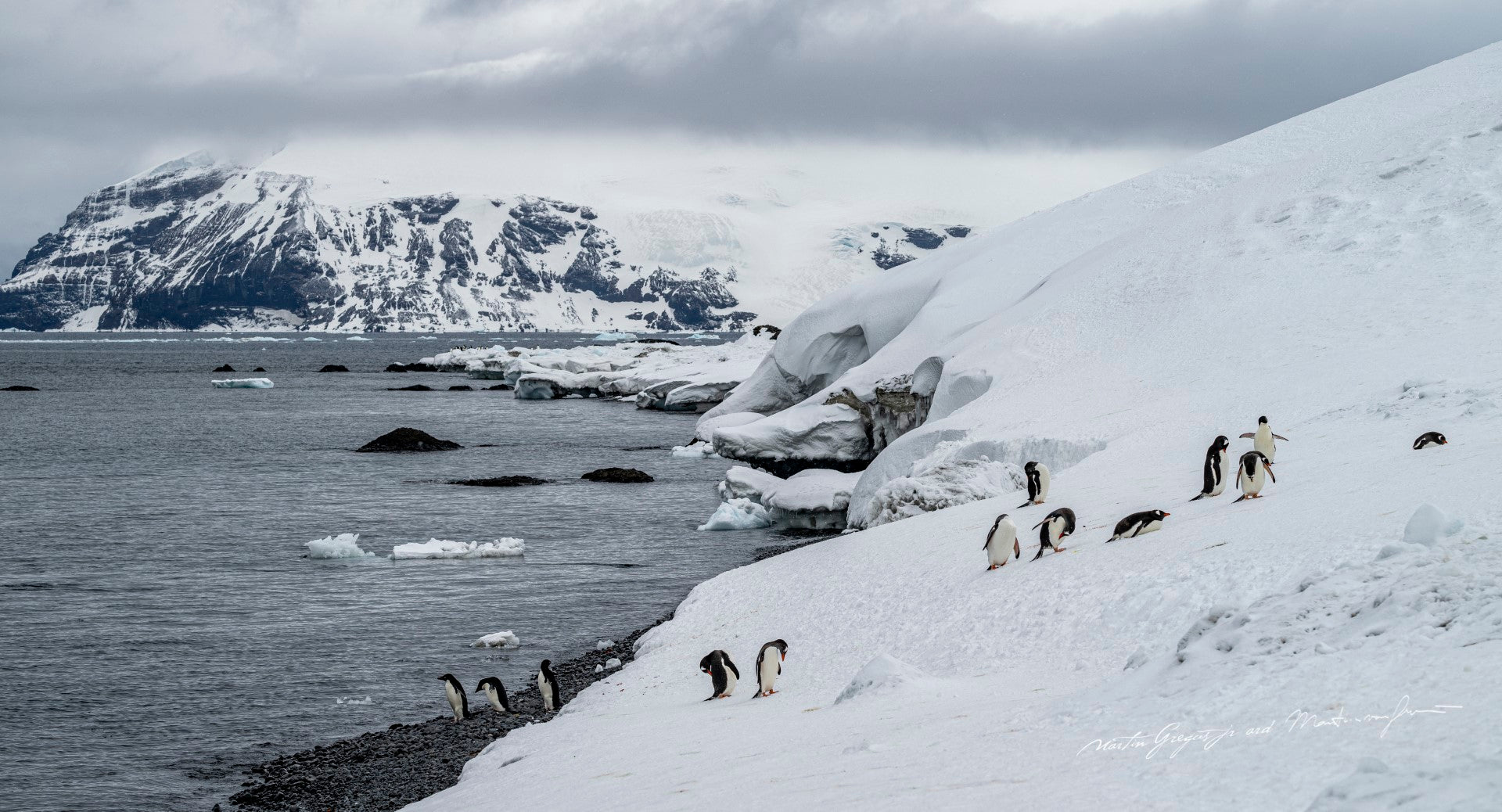 Antarctica: Wildlife of the White Continent