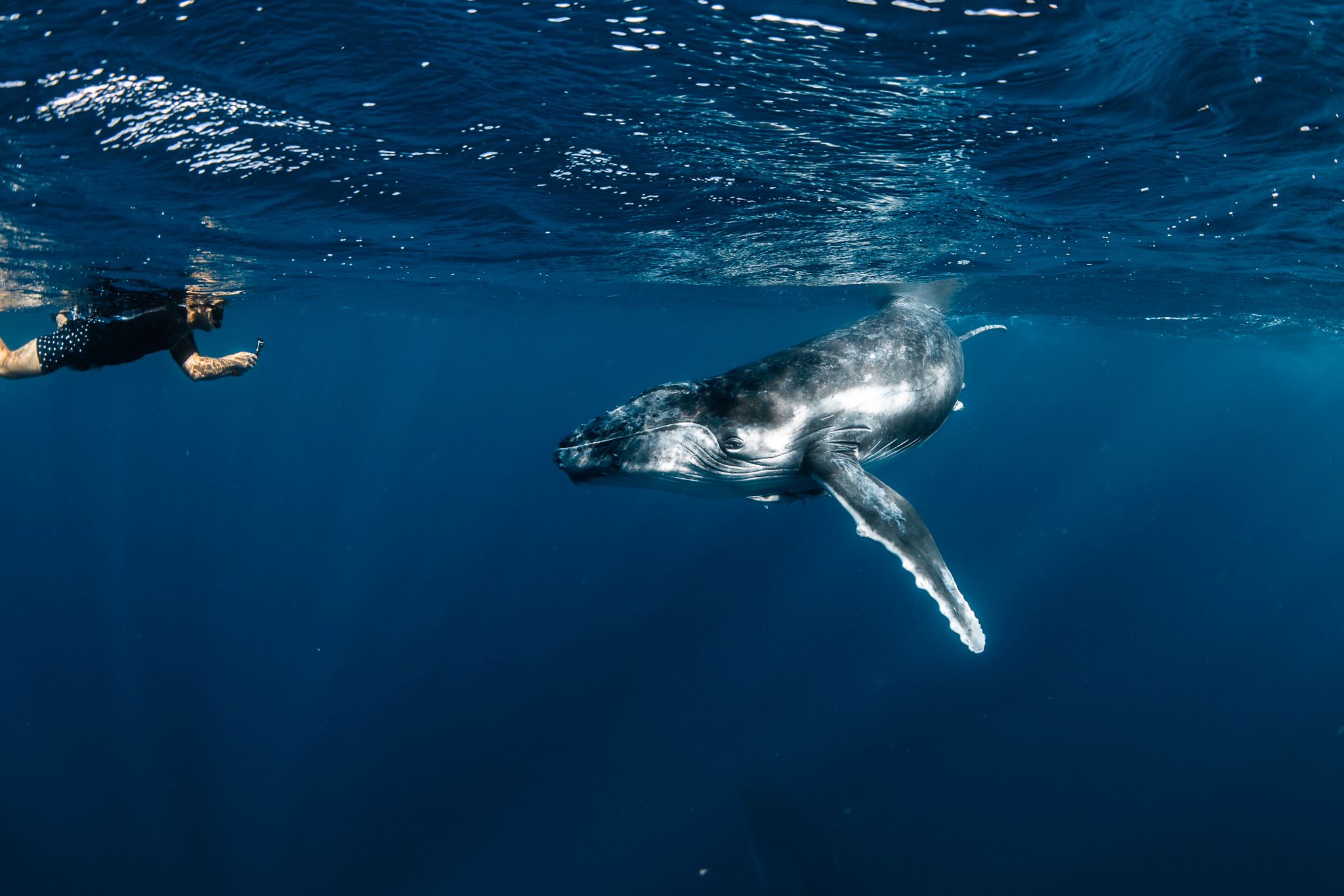 Tonga with Brooke Pyke: Swim with Humpback Whales