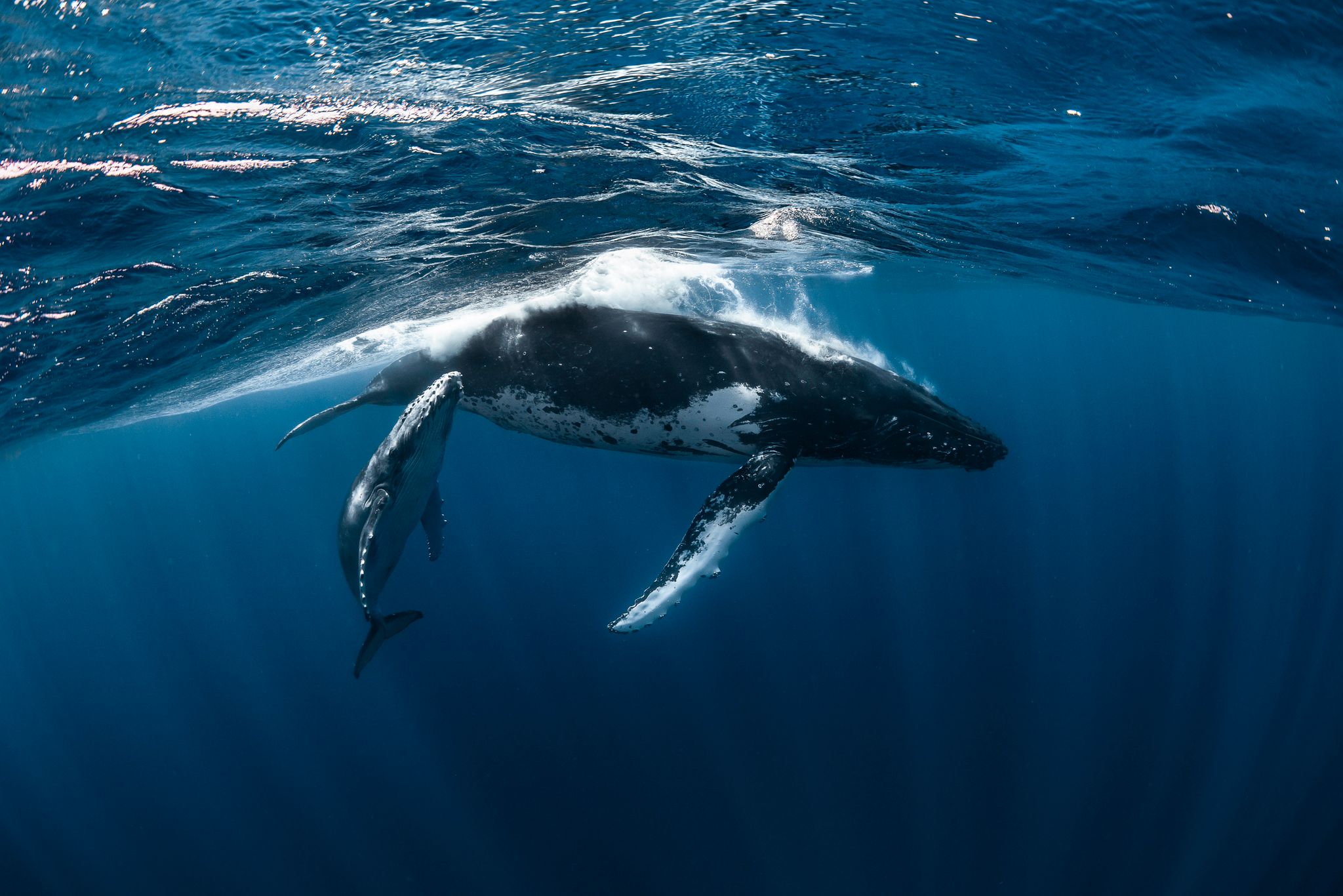 Tonga with Brooke Pyke: Swim with Humpback Whales