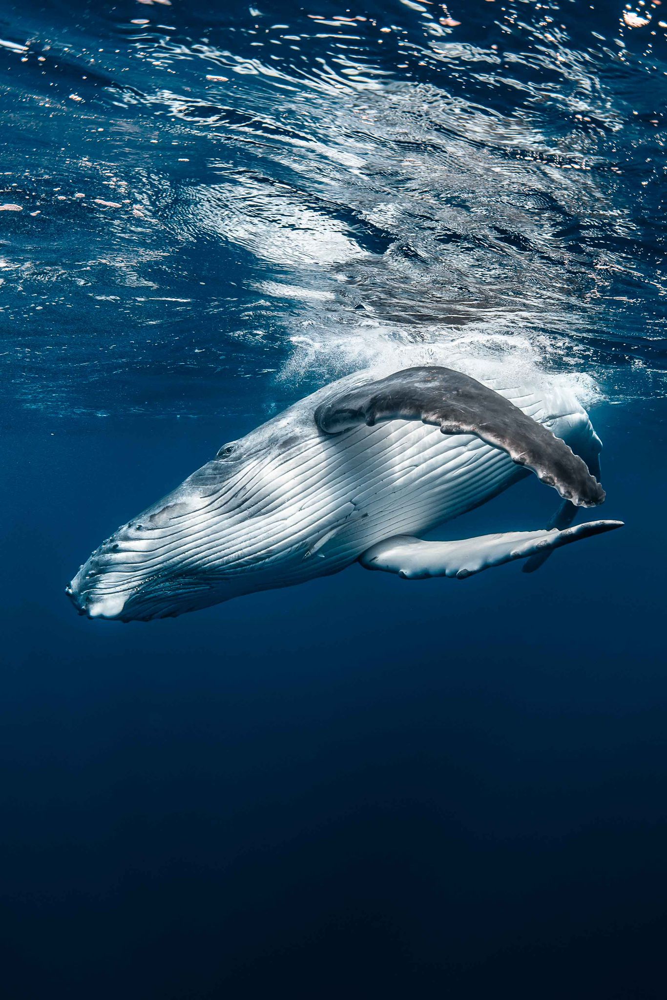 Tonga with Brooke Pyke: Swim with Humpback Whales