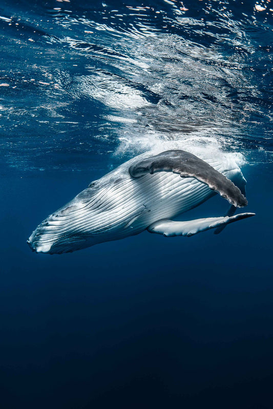 Tonga with Brooke Pyke: Swim with Humpback Whales