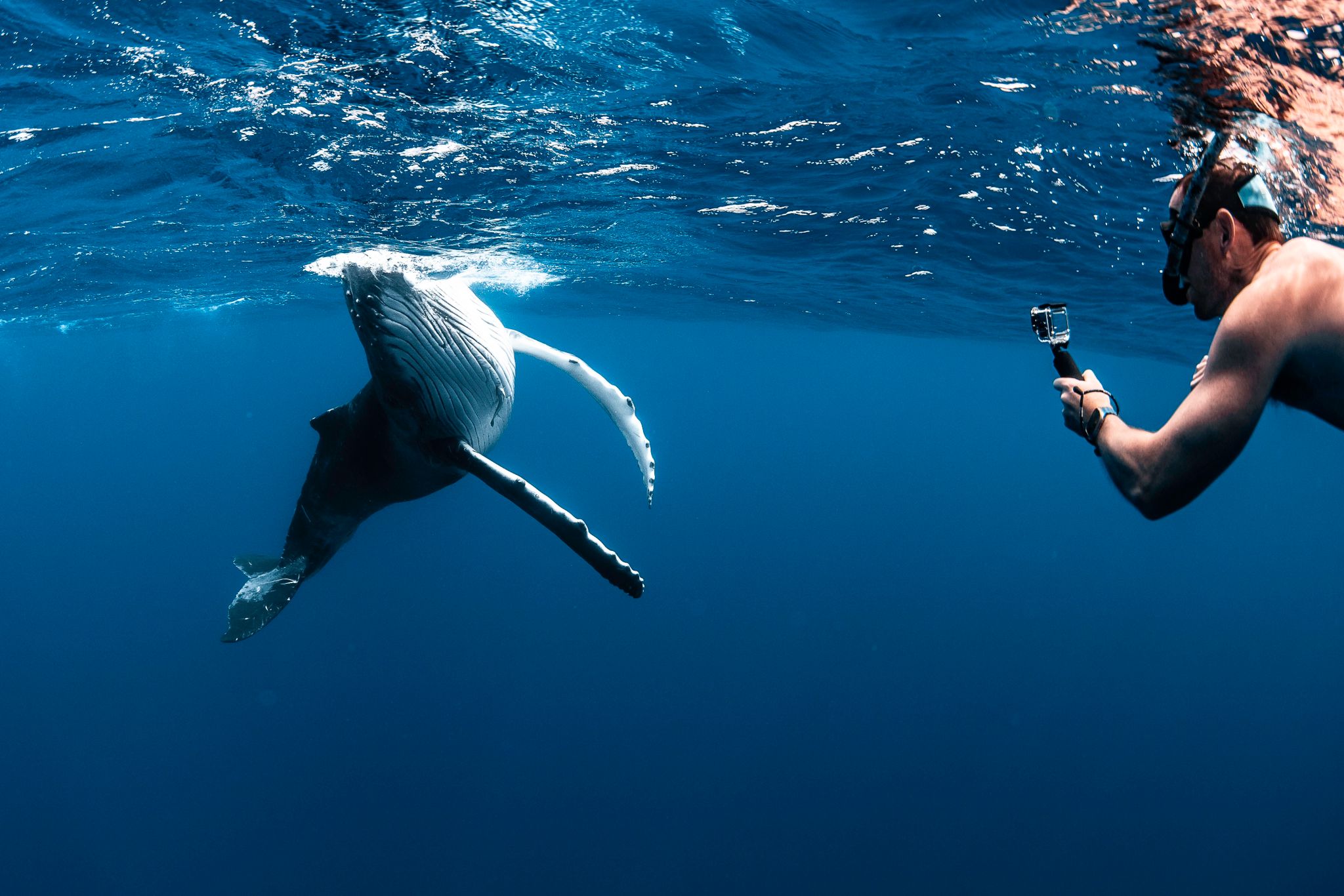 Tonga with Brooke Pyke: Swim with Humpback Whales