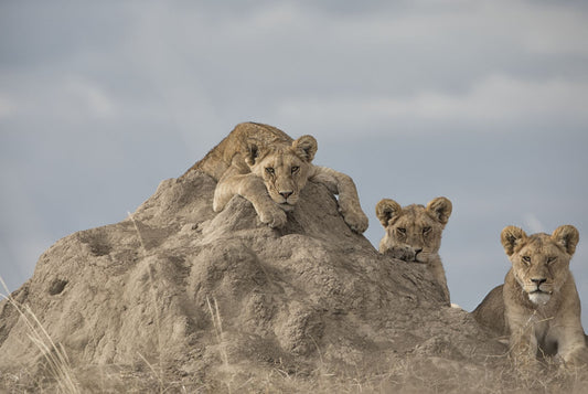 Tanzania: Big Cats and The Great Migration