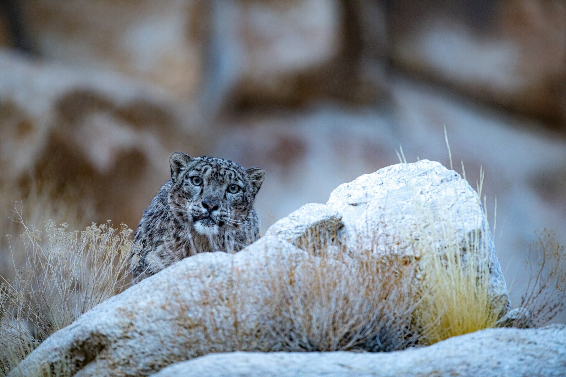 Himalayas: Snow Leopards on the Roof of the World