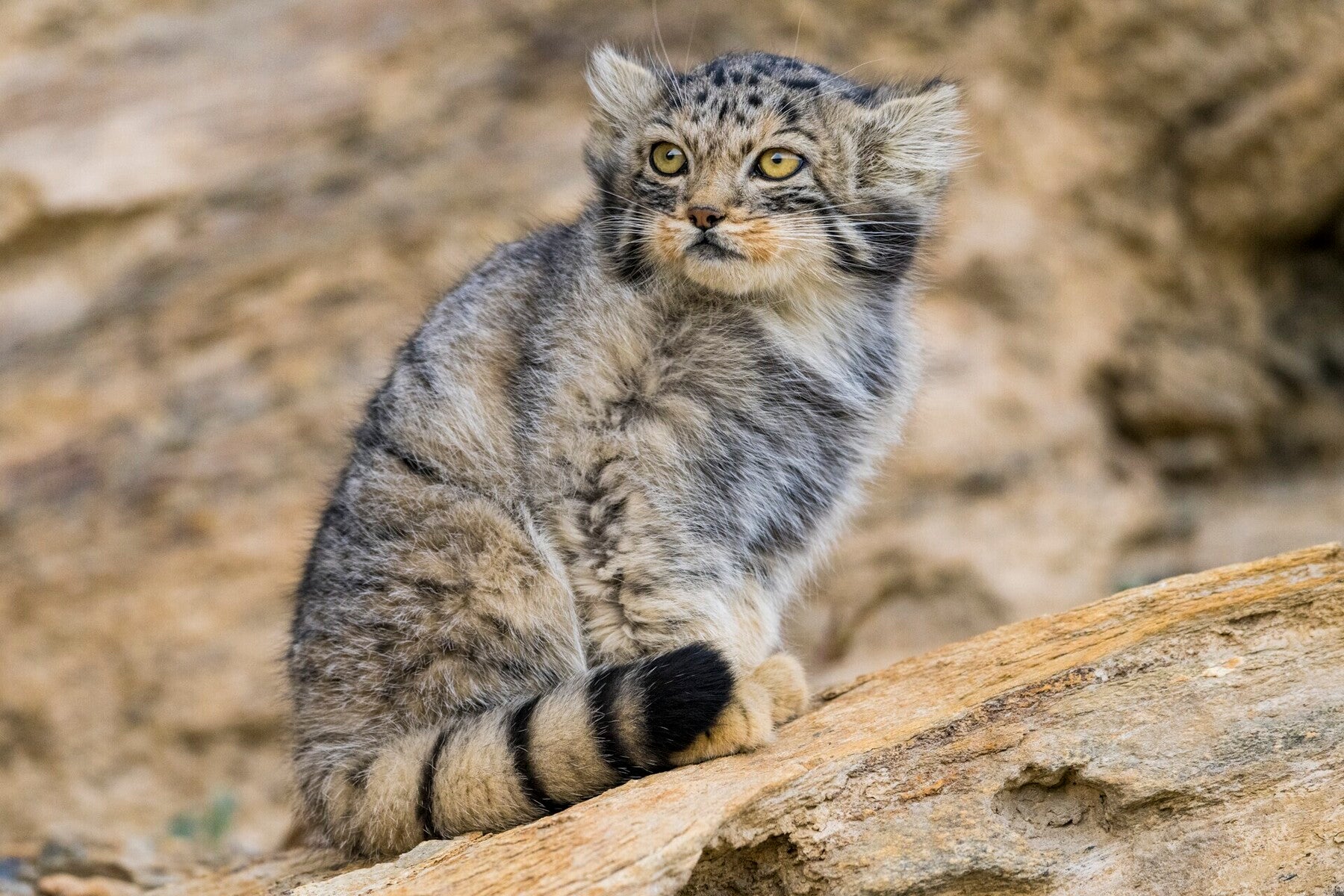 Himalayas: Snow Leopards on the Roof of the World