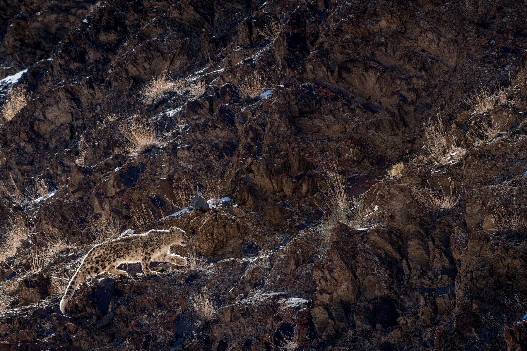 Himalayas: Snow Leopards on the Roof of the World