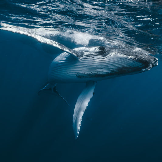 French Polynesia: Swim with Humpback Whales