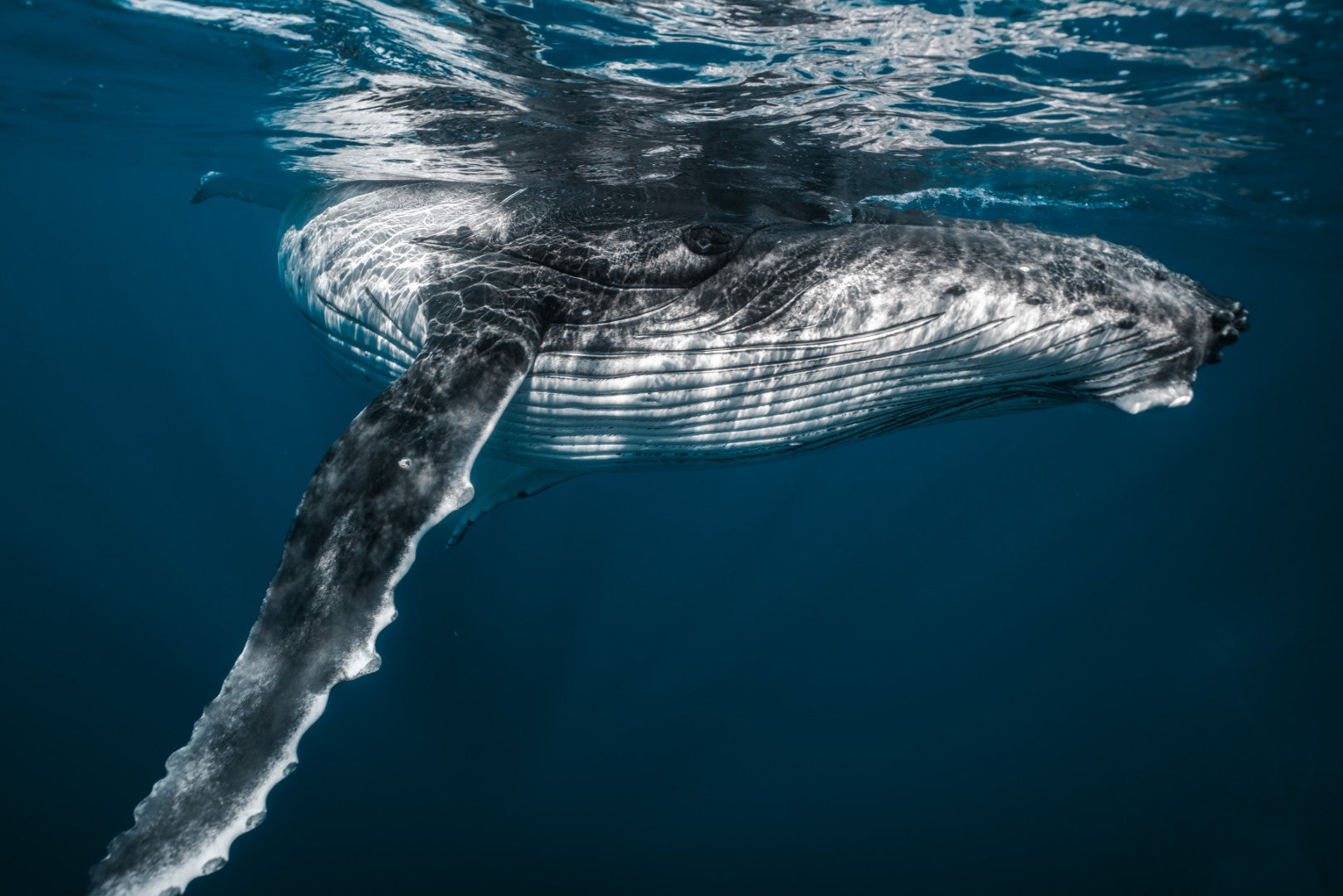 French Polynesia: Swim with Humpback Whales