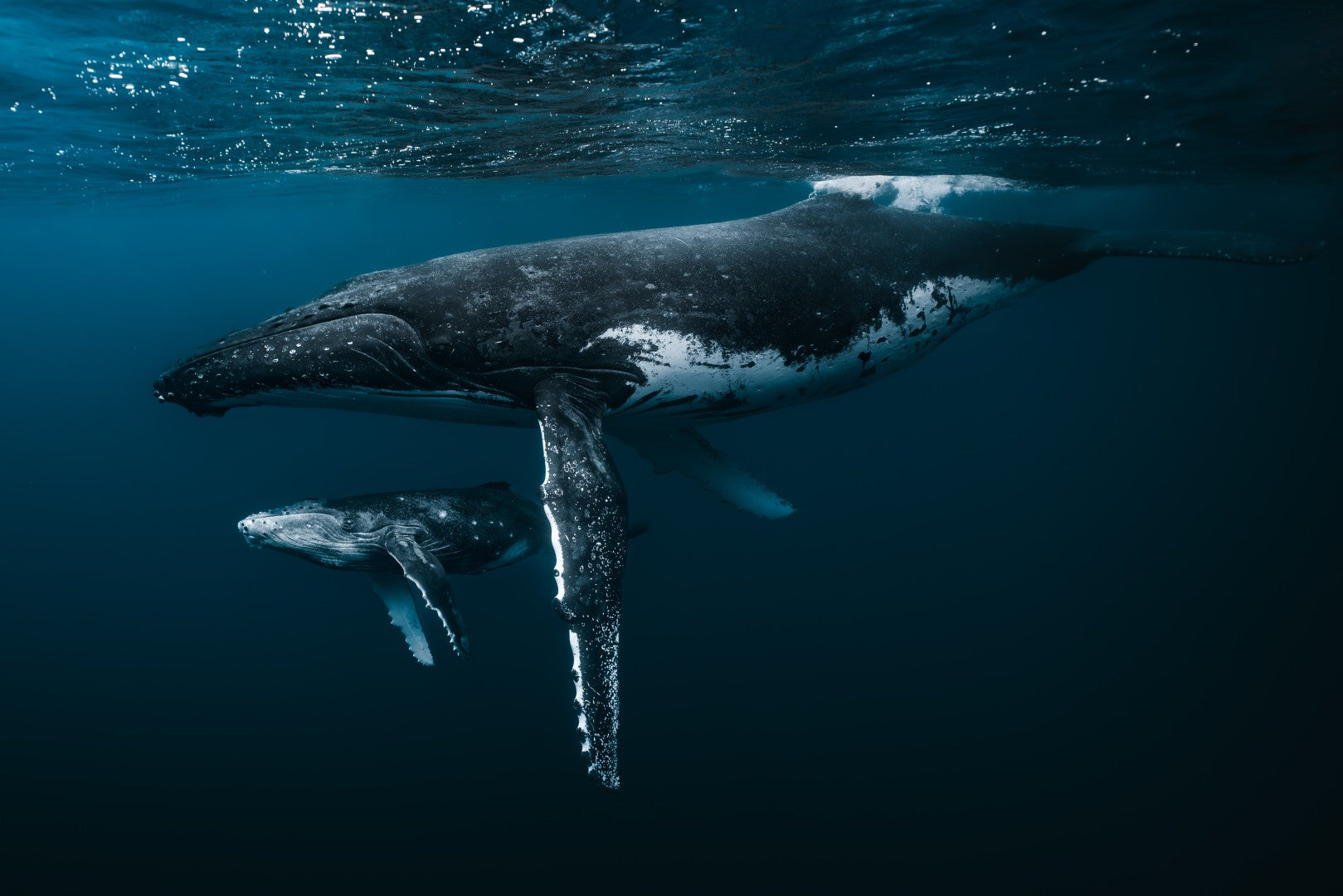 French Polynesia: Swim with Humpback Whales