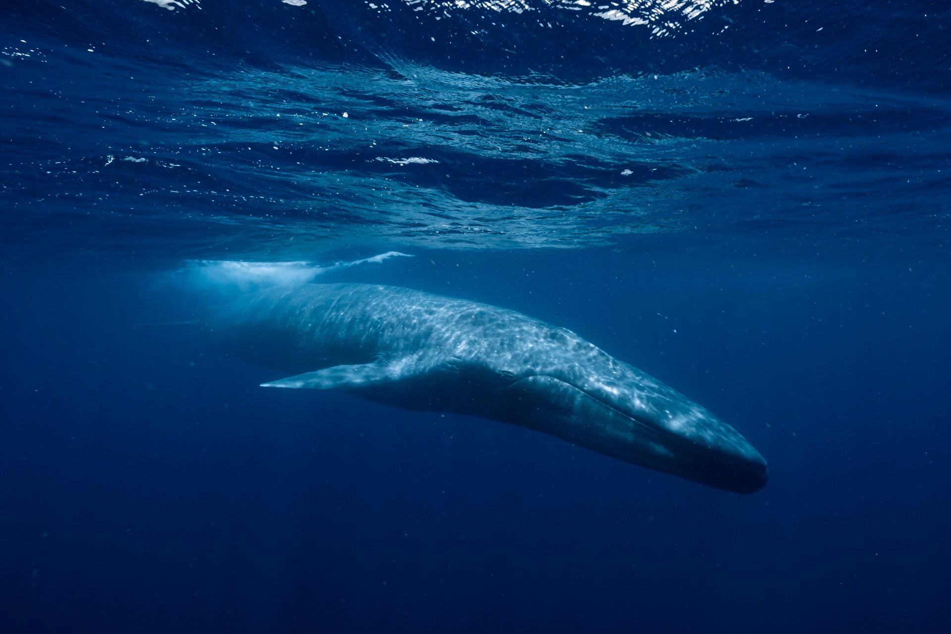 East Timor: Swim with the Mighty Blue Whale