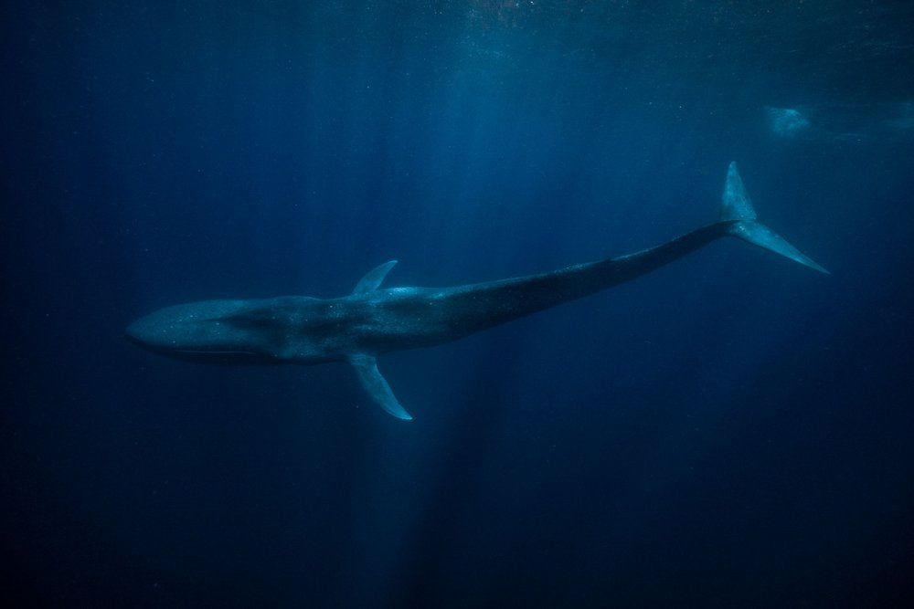 East Timor: Swim with the Mighty Blue Whale