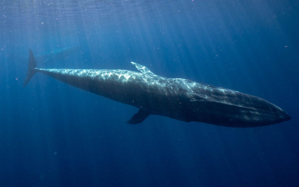 East Timor: Swim with the Mighty Blue Whale