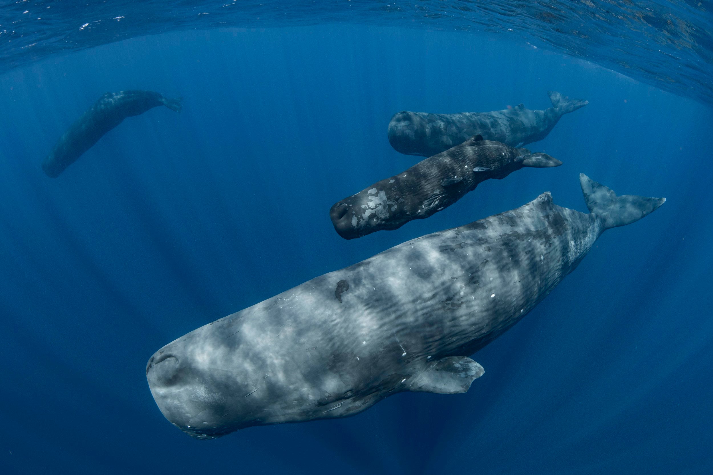 East Timor: Swim with the Mighty Blue Whale