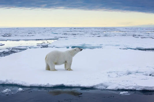 Svalbard: Polar Bears in Drift Ice