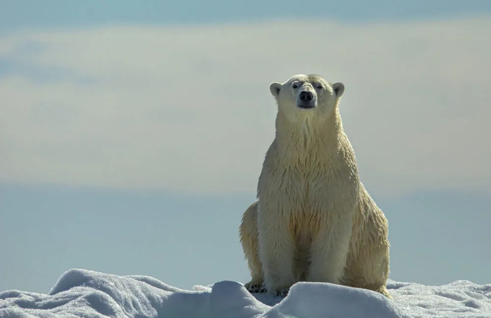 Svalbard: Polar Bears in Drift Ice