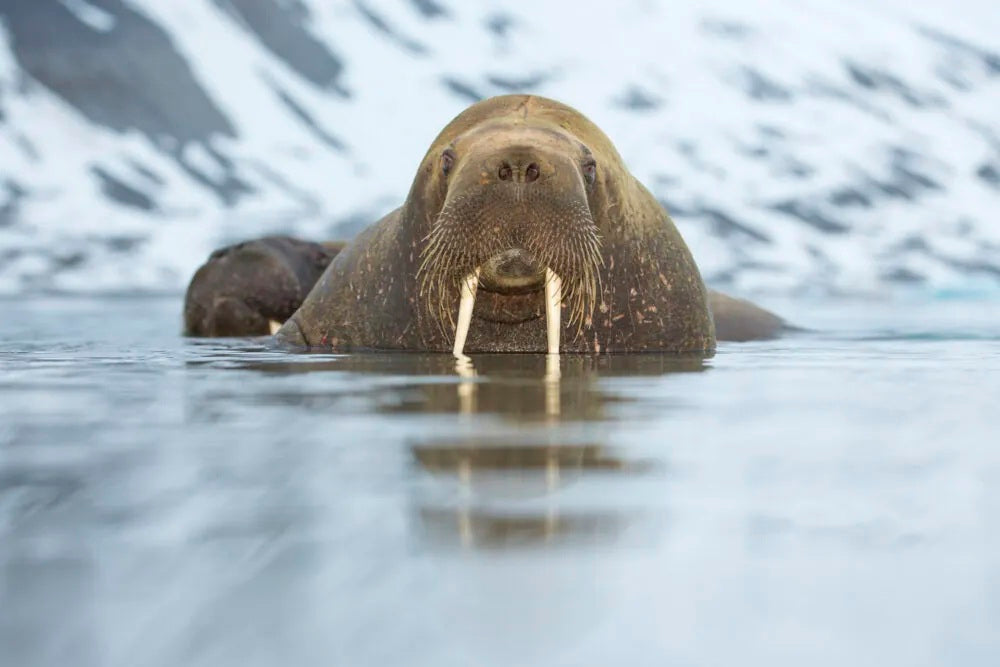 Svalbard: Polar Bears in Drift Ice