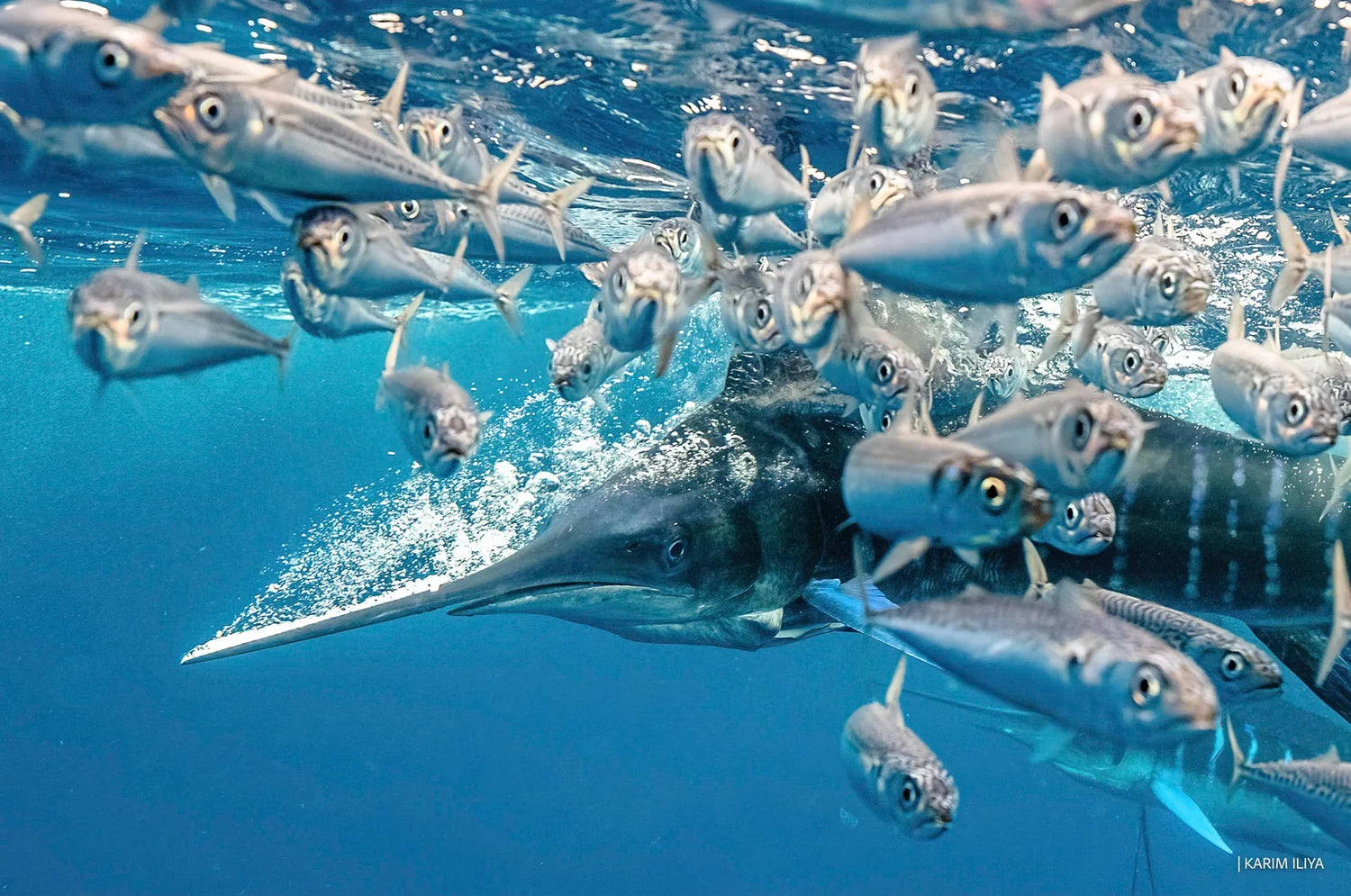 Mexico: Swim with Striped Marlin & Sea Lions