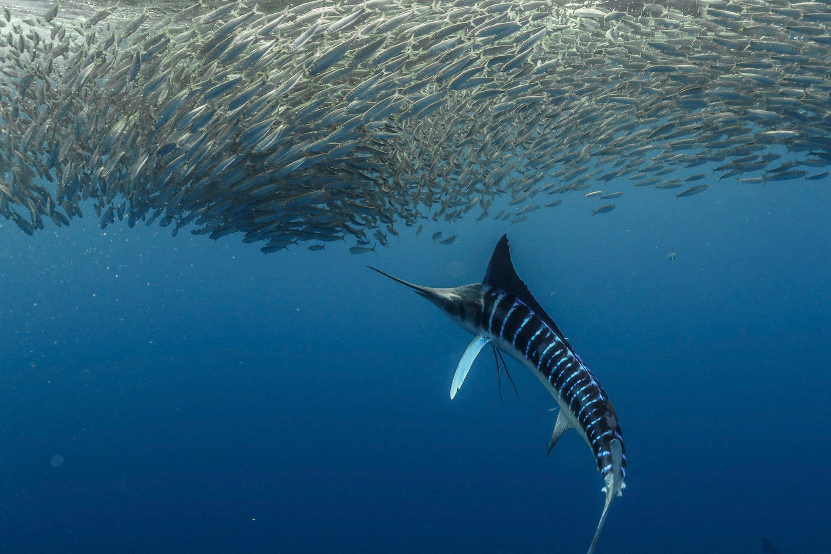Mexico: Swim with Striped Marlin & Sea Lions