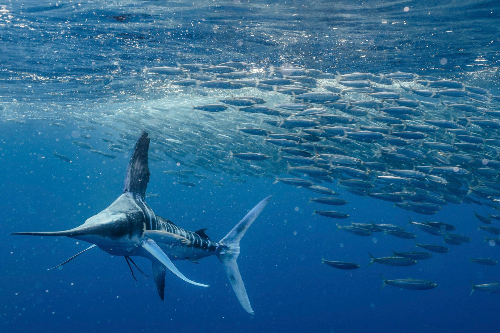 Mexico: Swim with Striped Marlin & Sea Lions